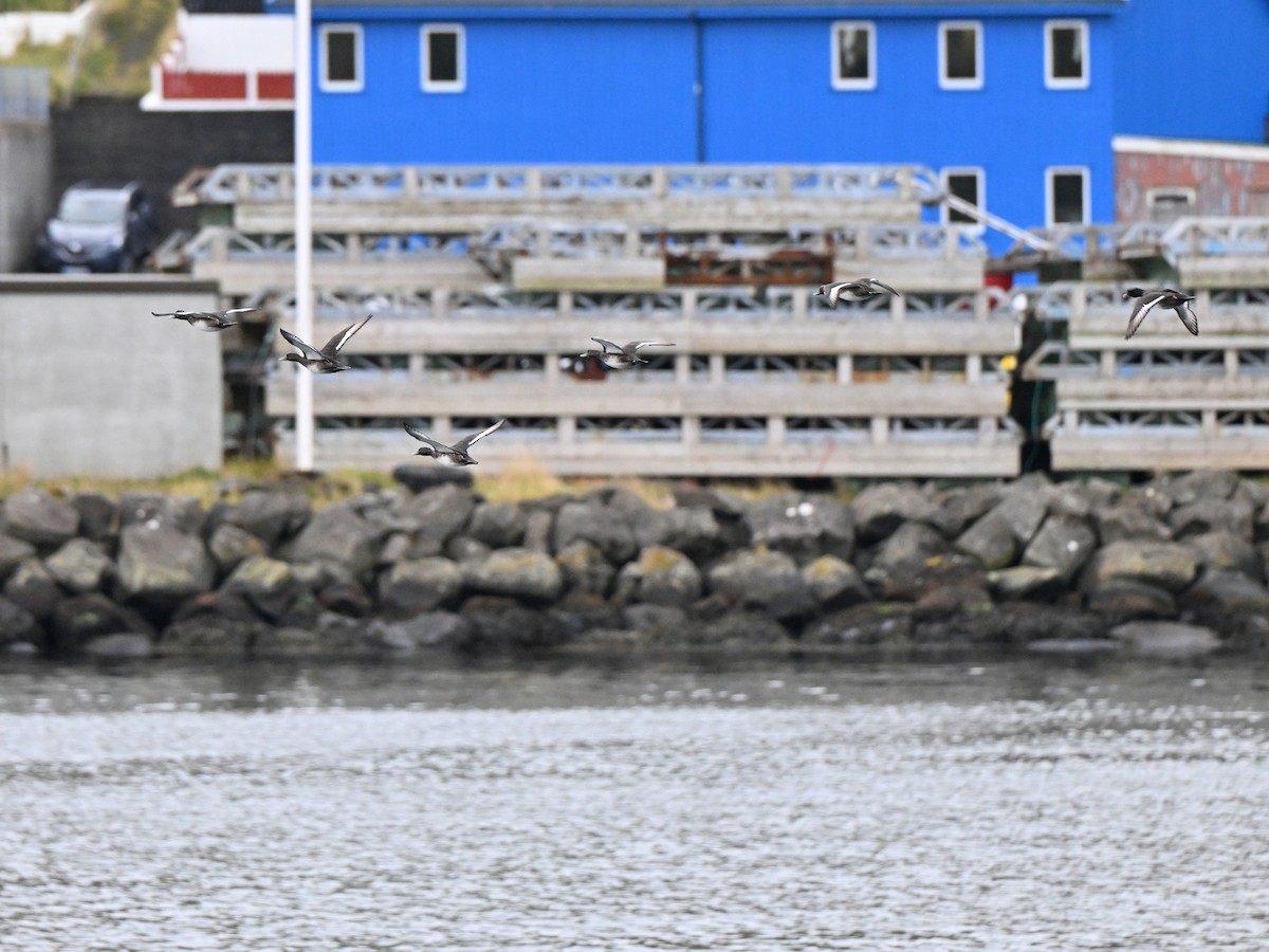 鳳頭潛鴨 - ML642684224