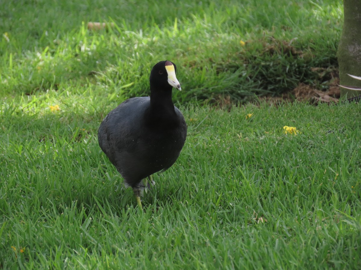 American Coot - ML642684226