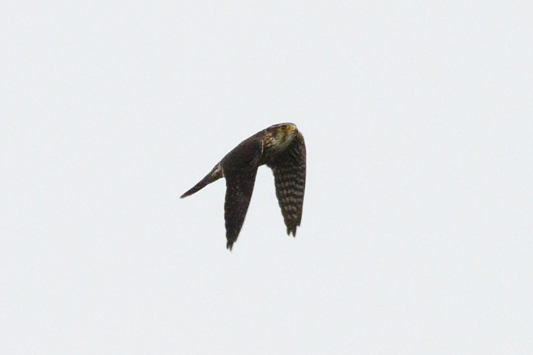 灰背隼 - ML642684227