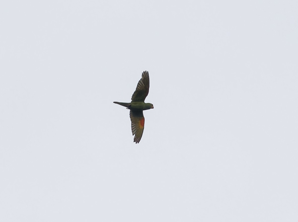 Crimson-fronted Parakeet - ML642684229