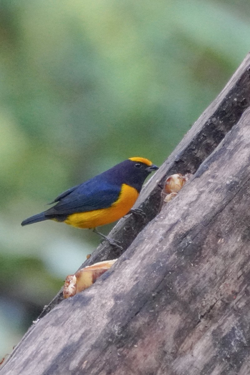 Orange-bellied Euphonia - ML642684236