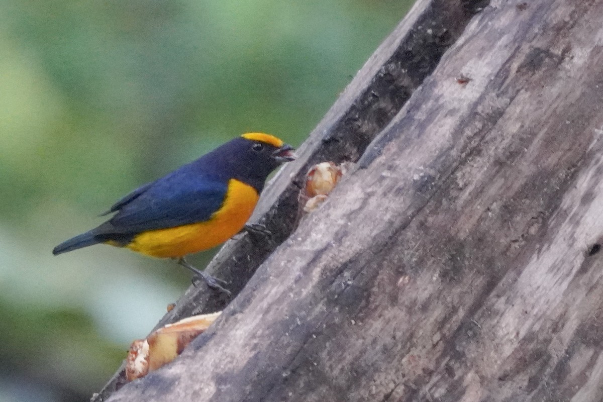 Orange-bellied Euphonia - ML642684237