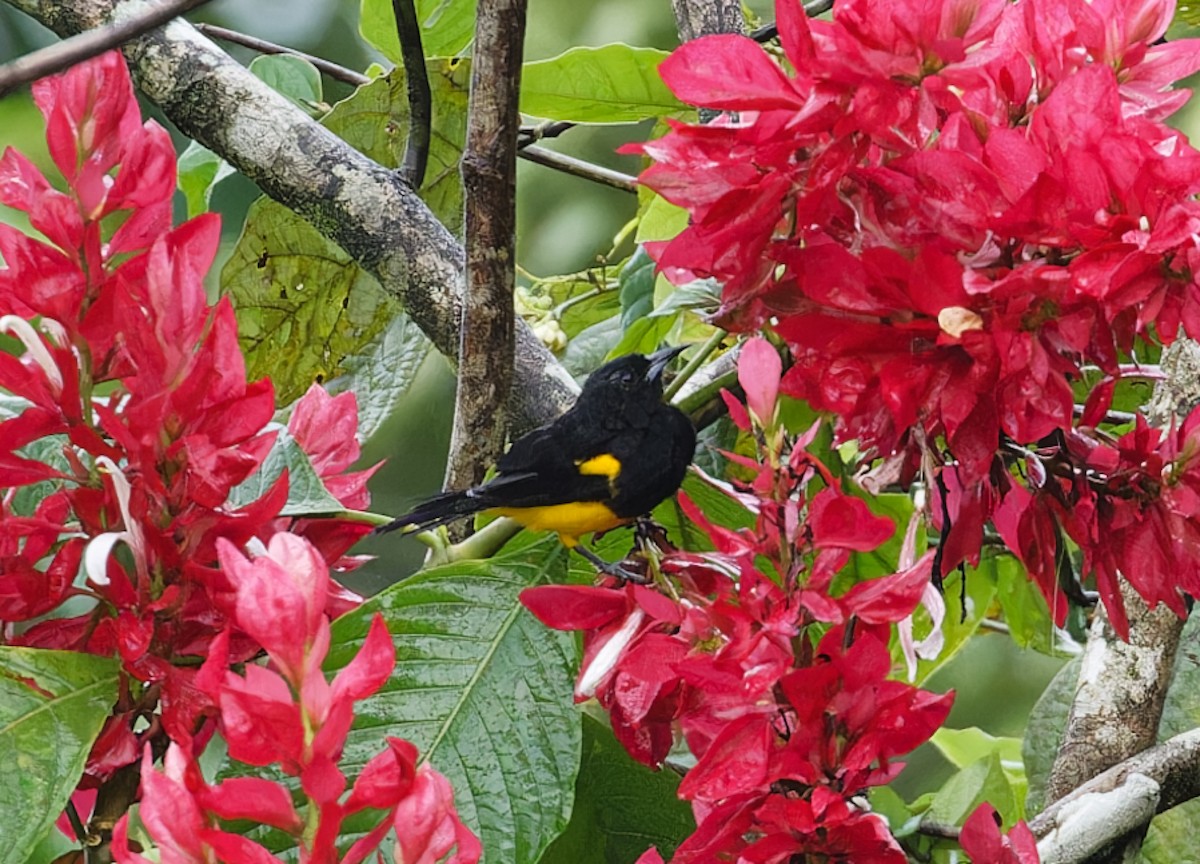 Black-cowled Oriole - ML642684249