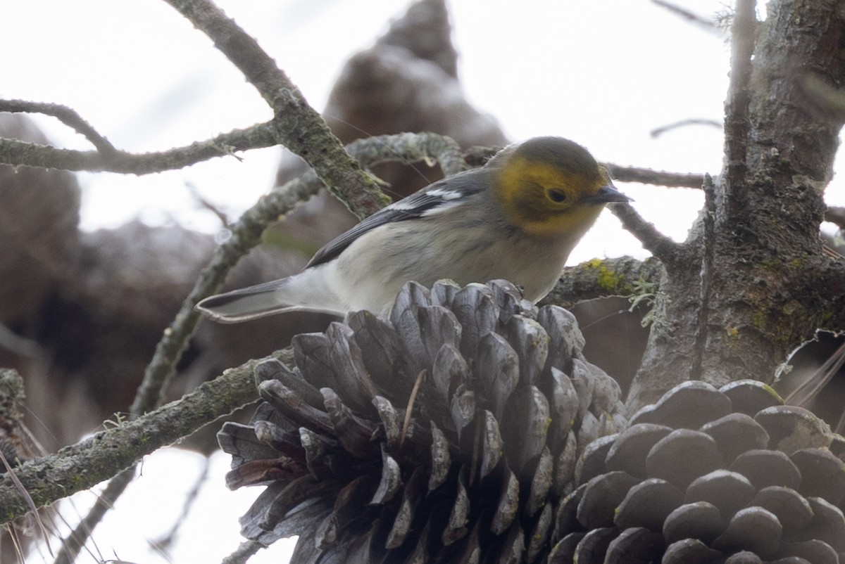 Hermit Warbler - ML642684252