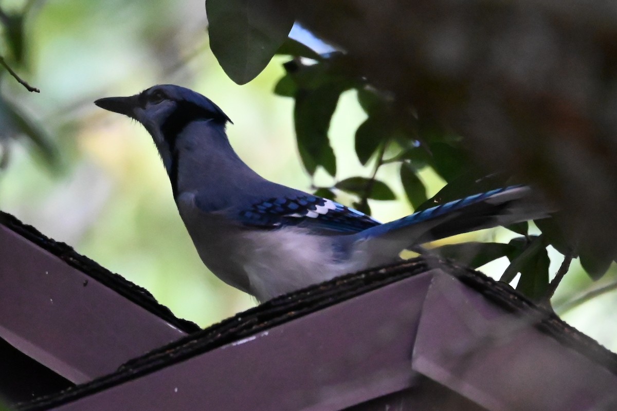 Blue Jay - ML642684253