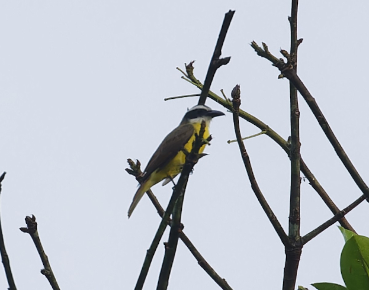 båtnebbtyrann - ML642684255