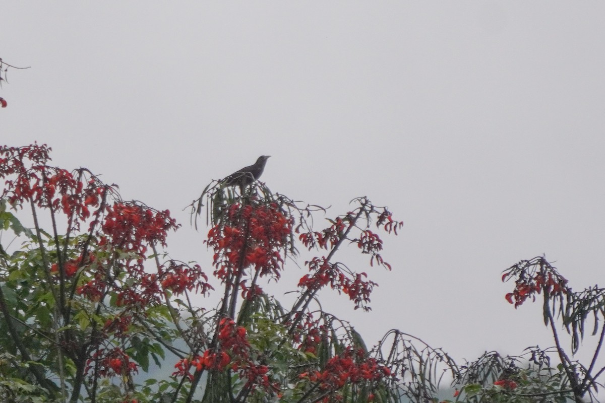 Dusky-green Oropendola - ML642684262