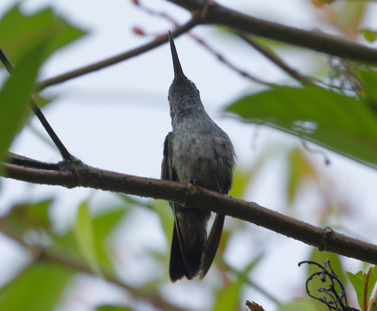 Blue-chested Hummingbird - ML642684264