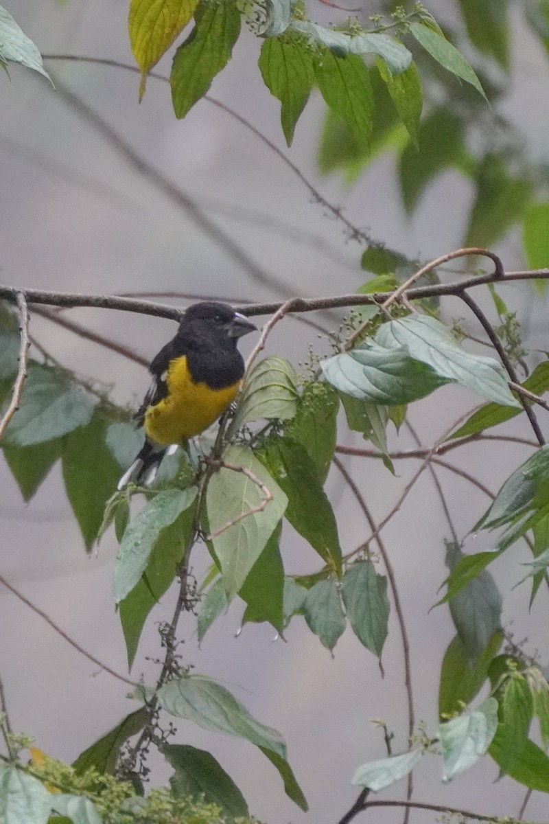 Black-backed Grosbeak - ML642684266