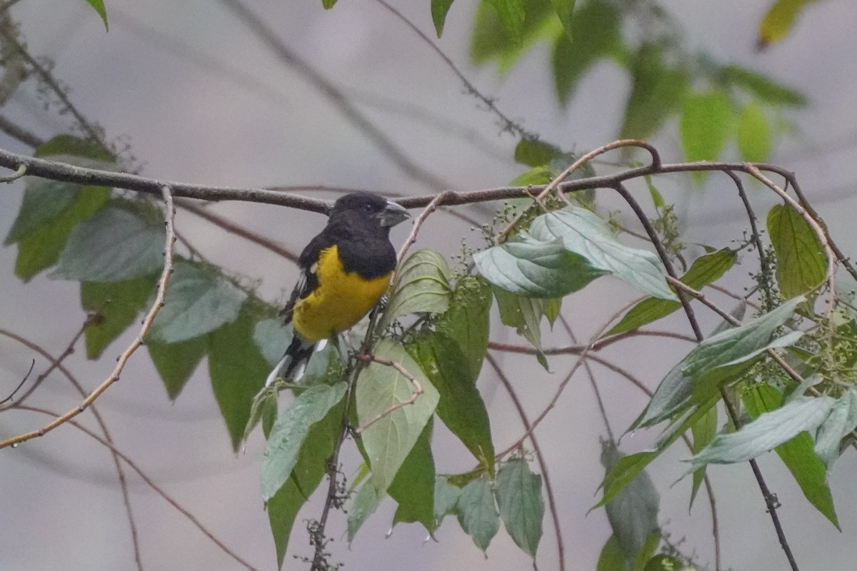 Black-backed Grosbeak - ML642684267