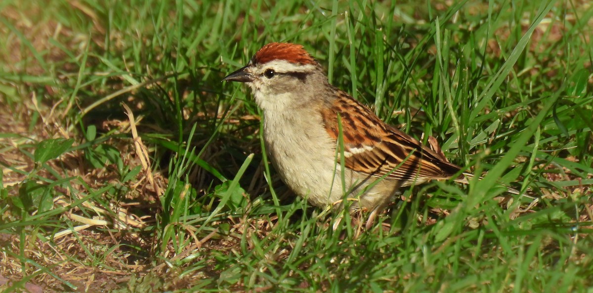 Chipping Sparrow - ML642684268