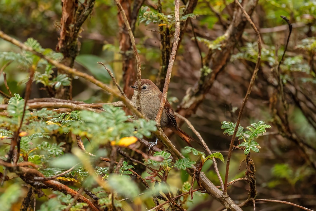 White-chinned Thistletail - ML642684271