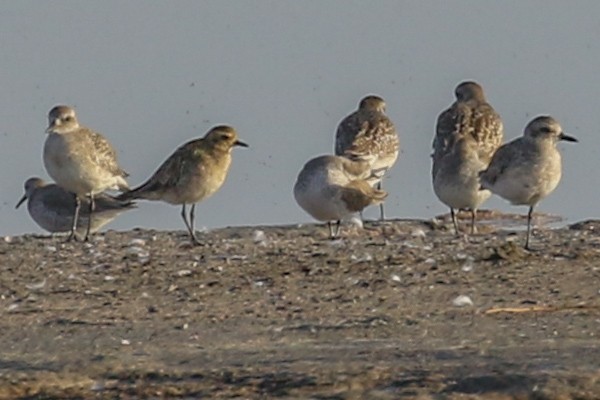 Pacific Golden-Plover - ML642684273