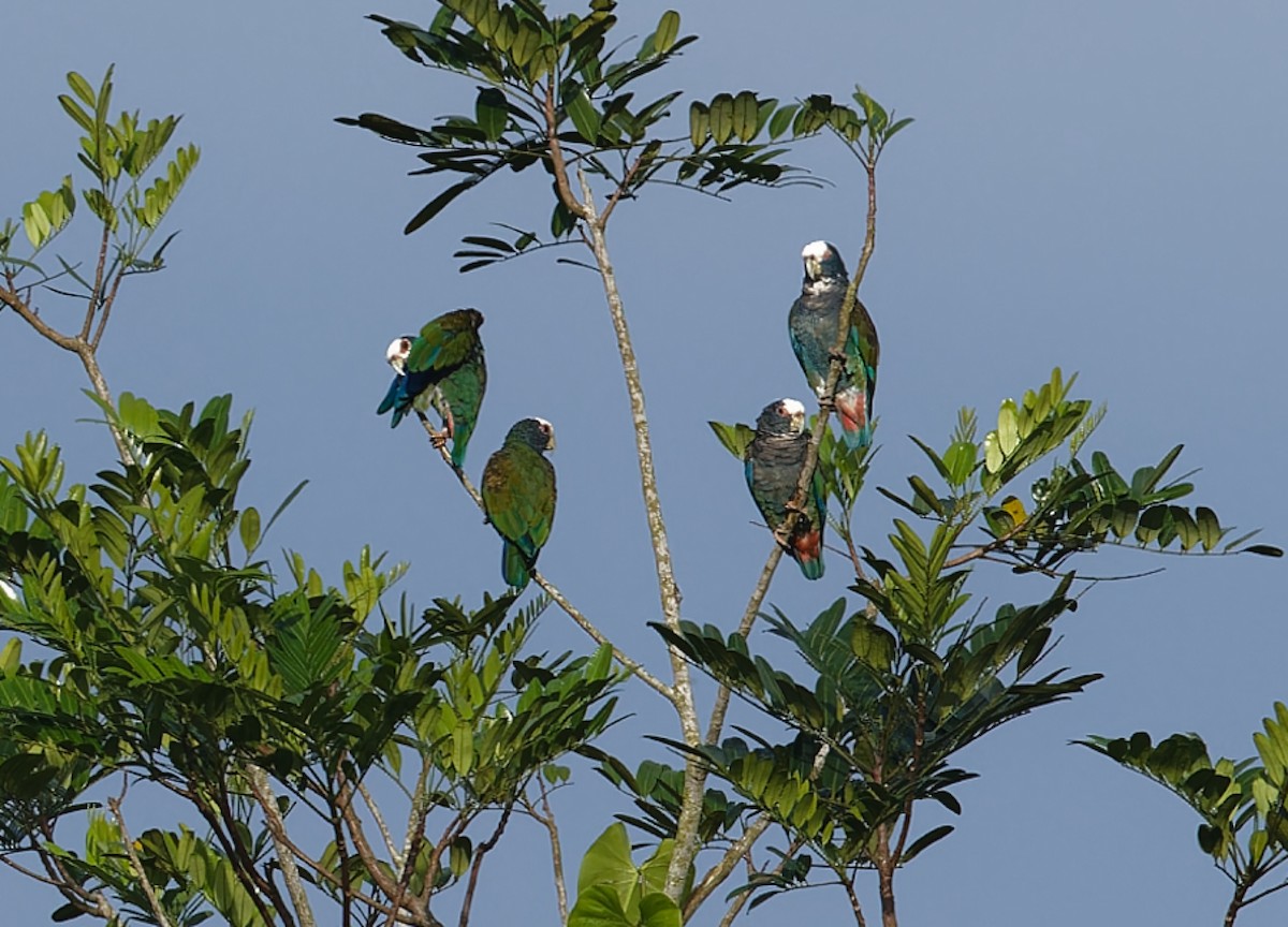 White-crowned Parrot - ML642684276