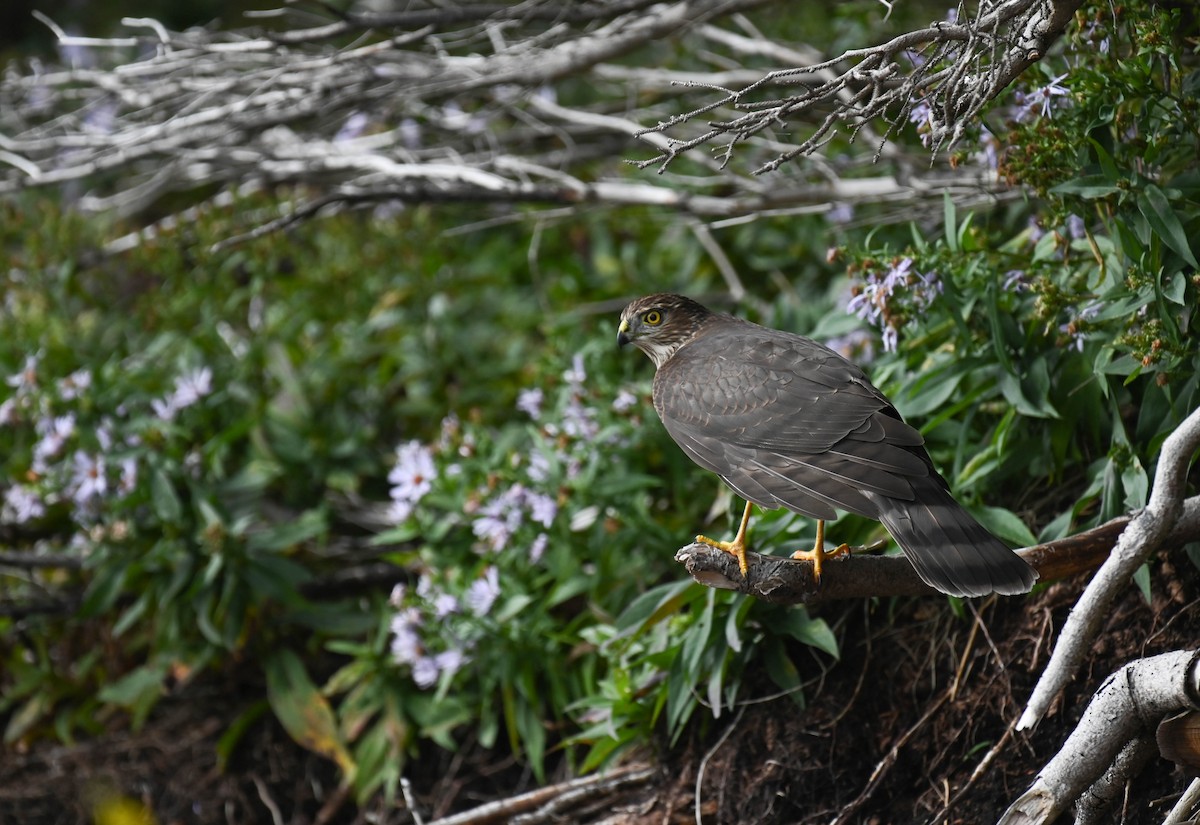 Sharp-shinned Hawk - ML642684278