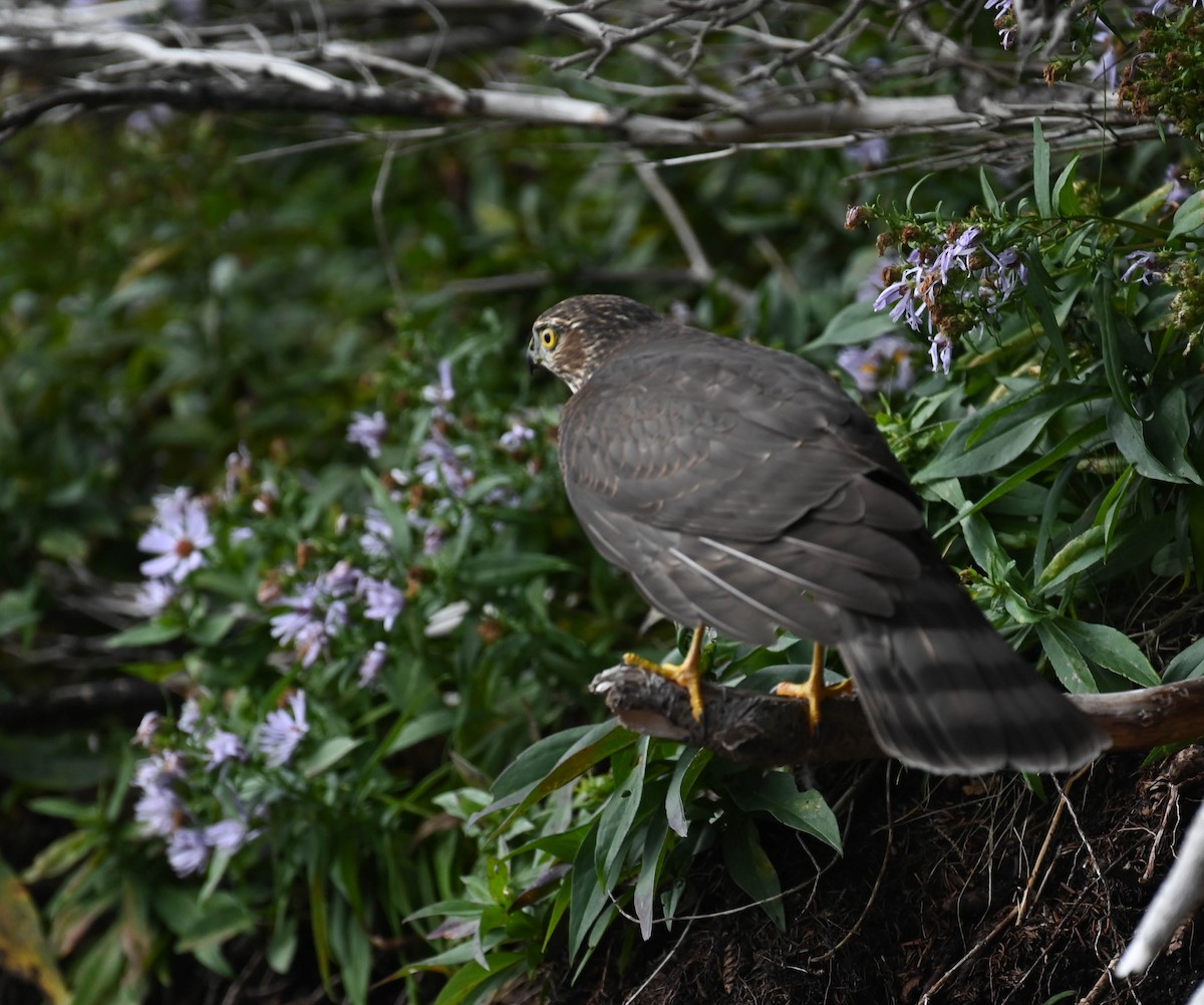 Sharp-shinned Hawk - ML642684280