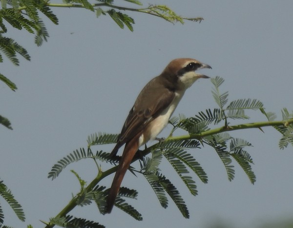 Antzandobi buztangorria - ML642684281