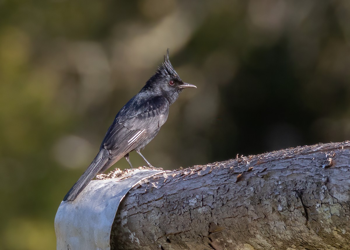Crested Black-Tyrant - ML642684283