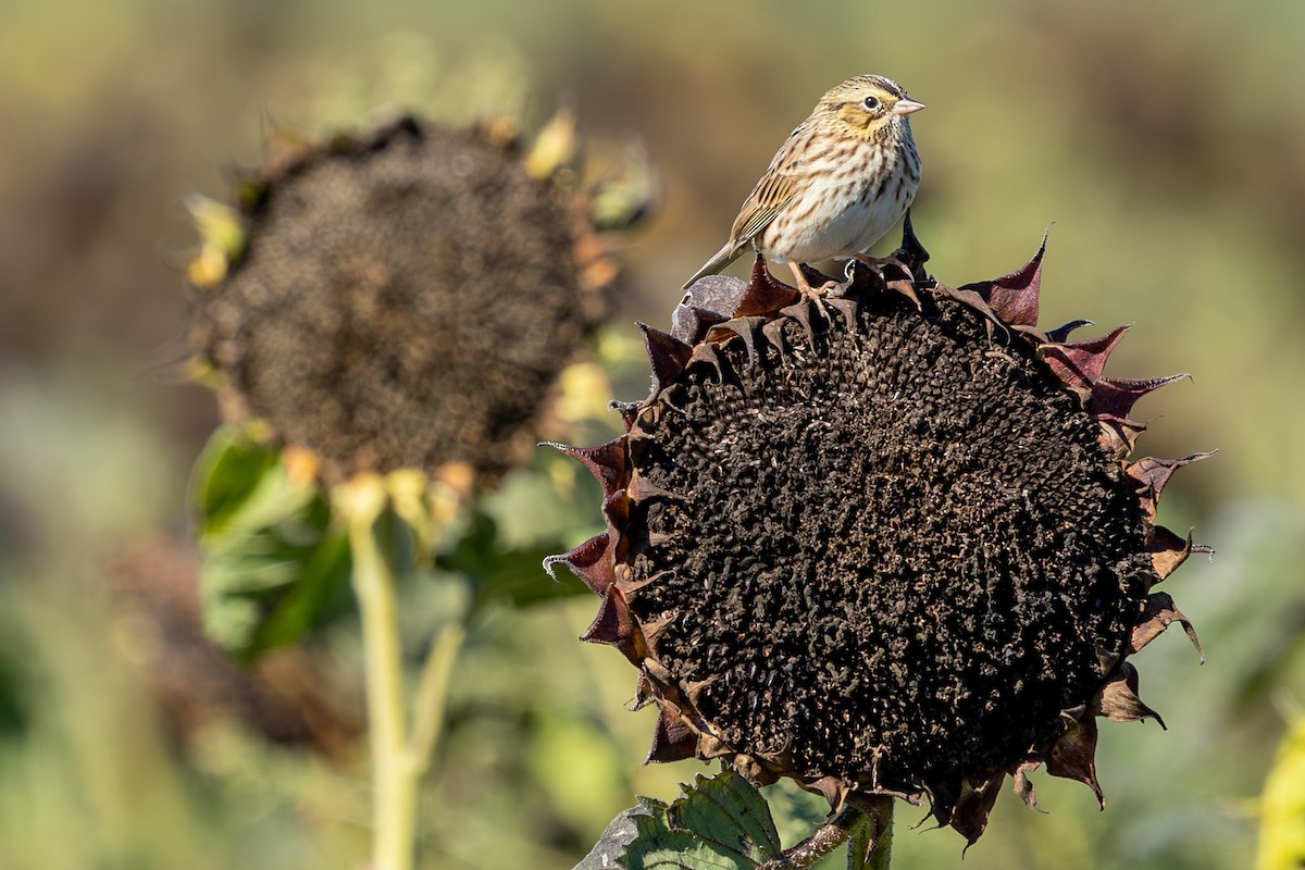Savannah Sparrow - ML642684284