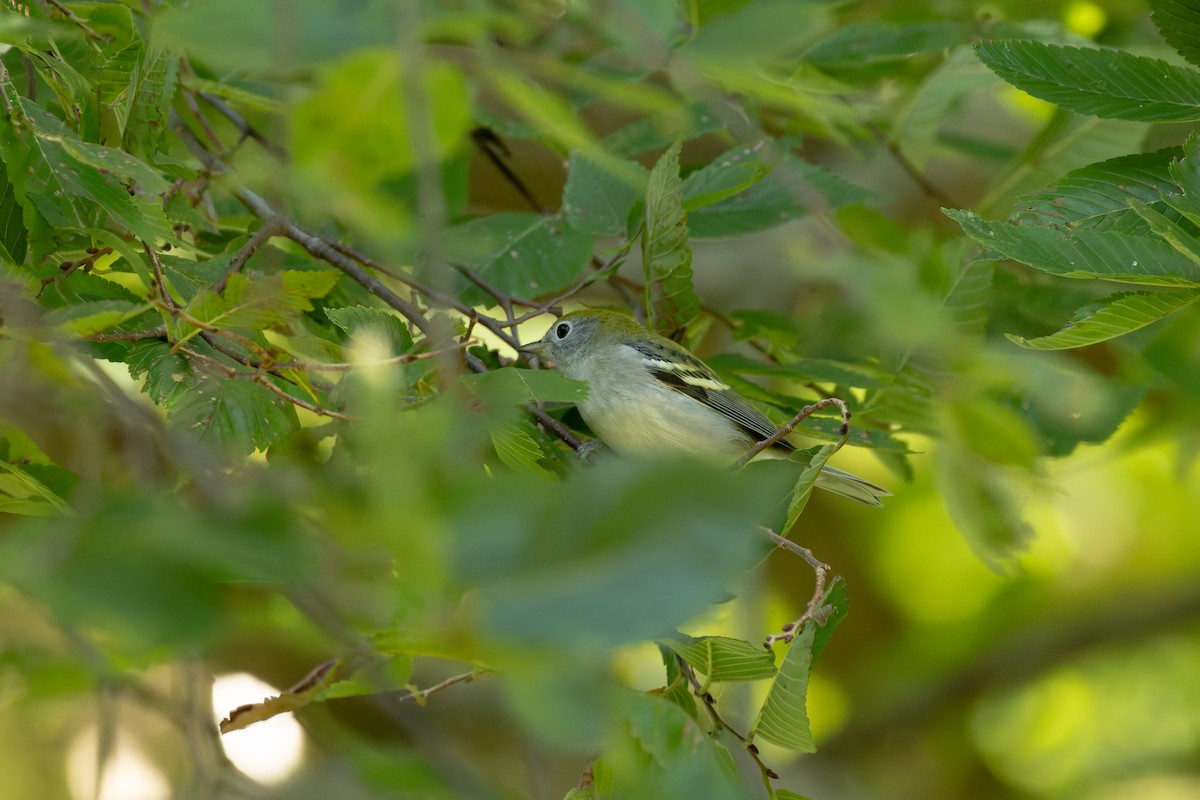 Chestnut-sided Warbler - ML642684294