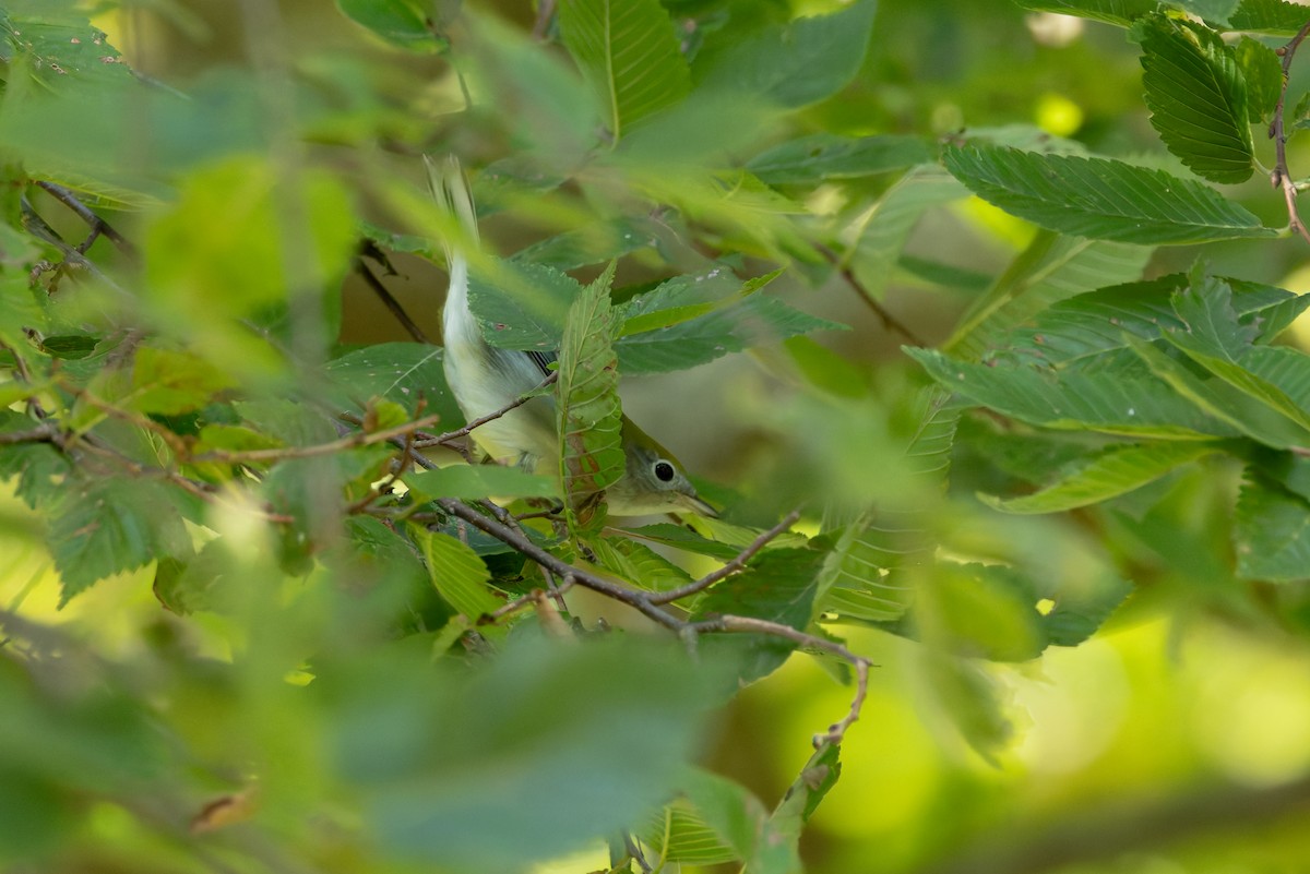 Chestnut-sided Warbler - ML642684298