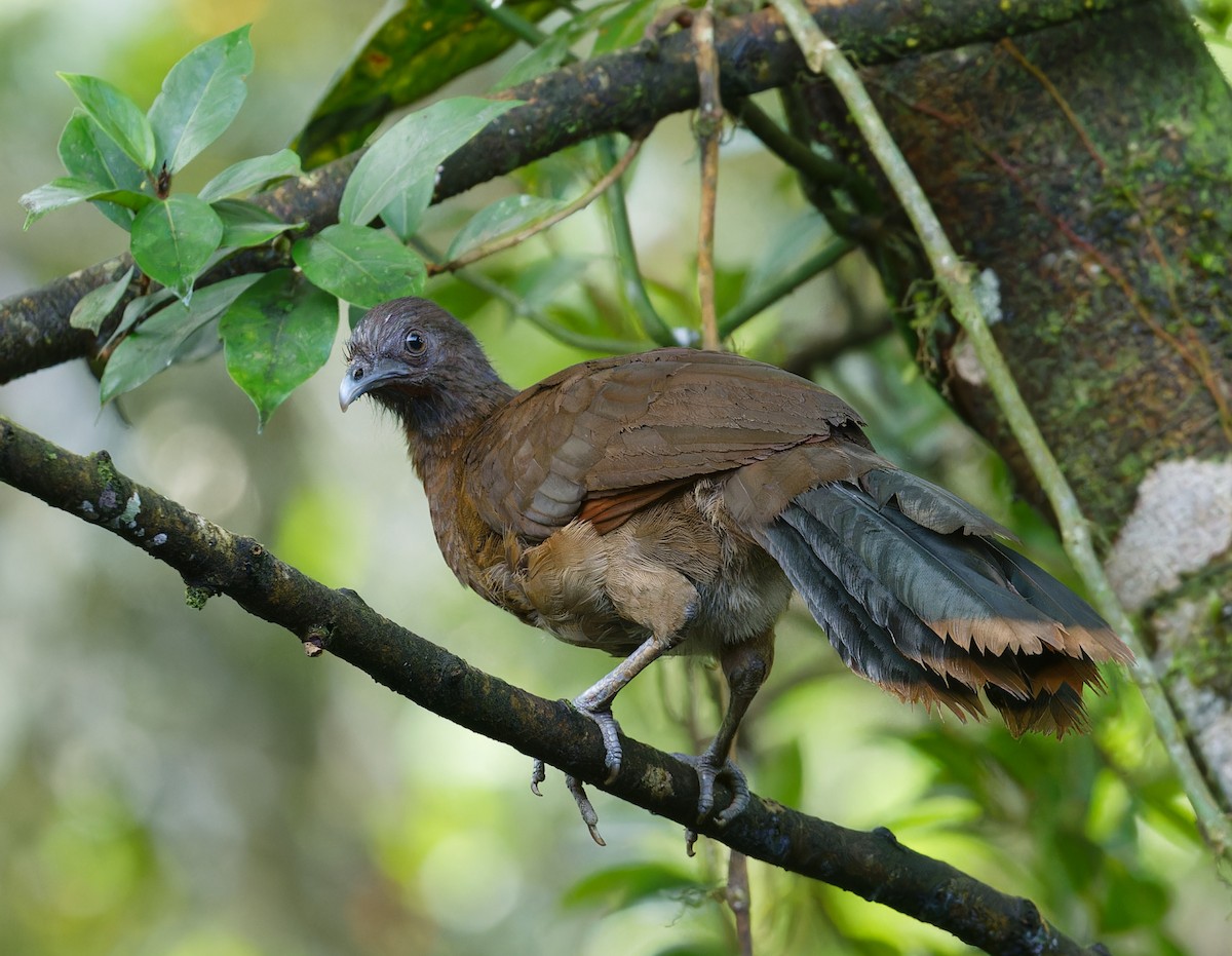 Gray-headed Chachalaca - ML642684299