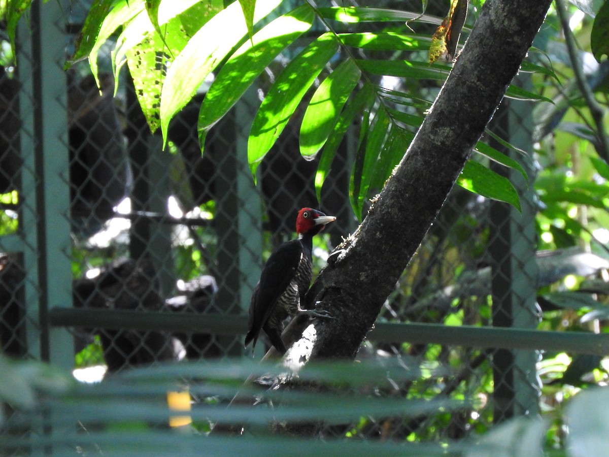 Pale-billed Woodpecker - ML642684301
