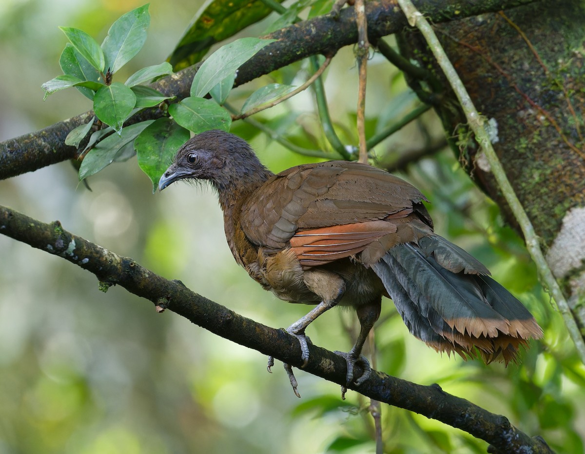 Gray-headed Chachalaca - ML642684302