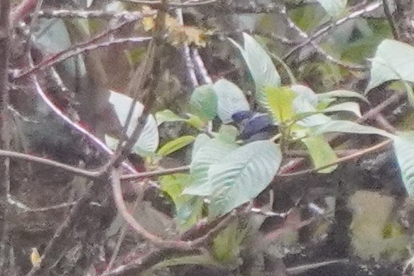 Silvery Tanager - ML642684305