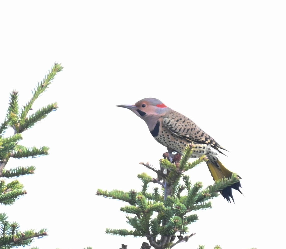 Northern Flicker - ML642684306