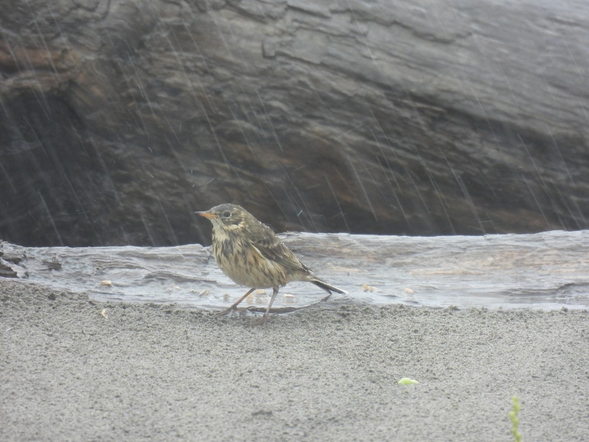 American Pipit - ML642684308