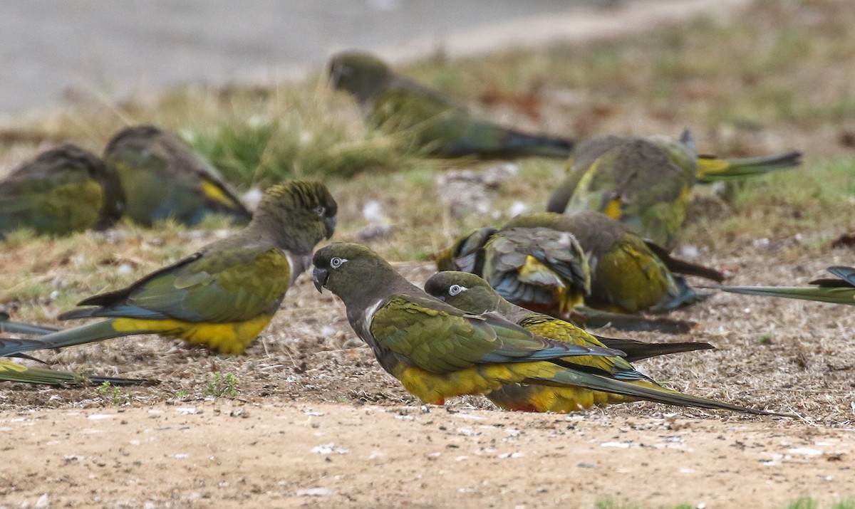 Burrowing Parakeet - ML642684309