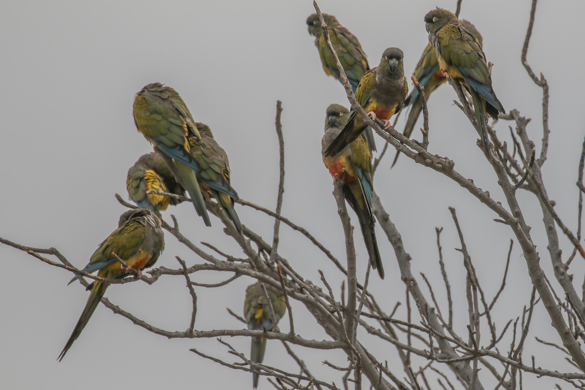 Burrowing Parakeet - ML642684310