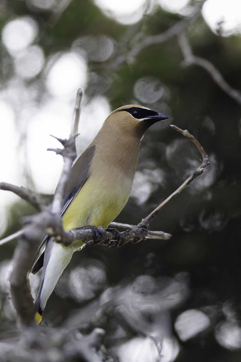 Cedar Waxwing - ML642684312
