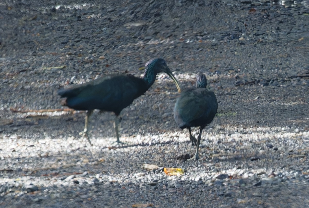 Green Ibis - ML642684321