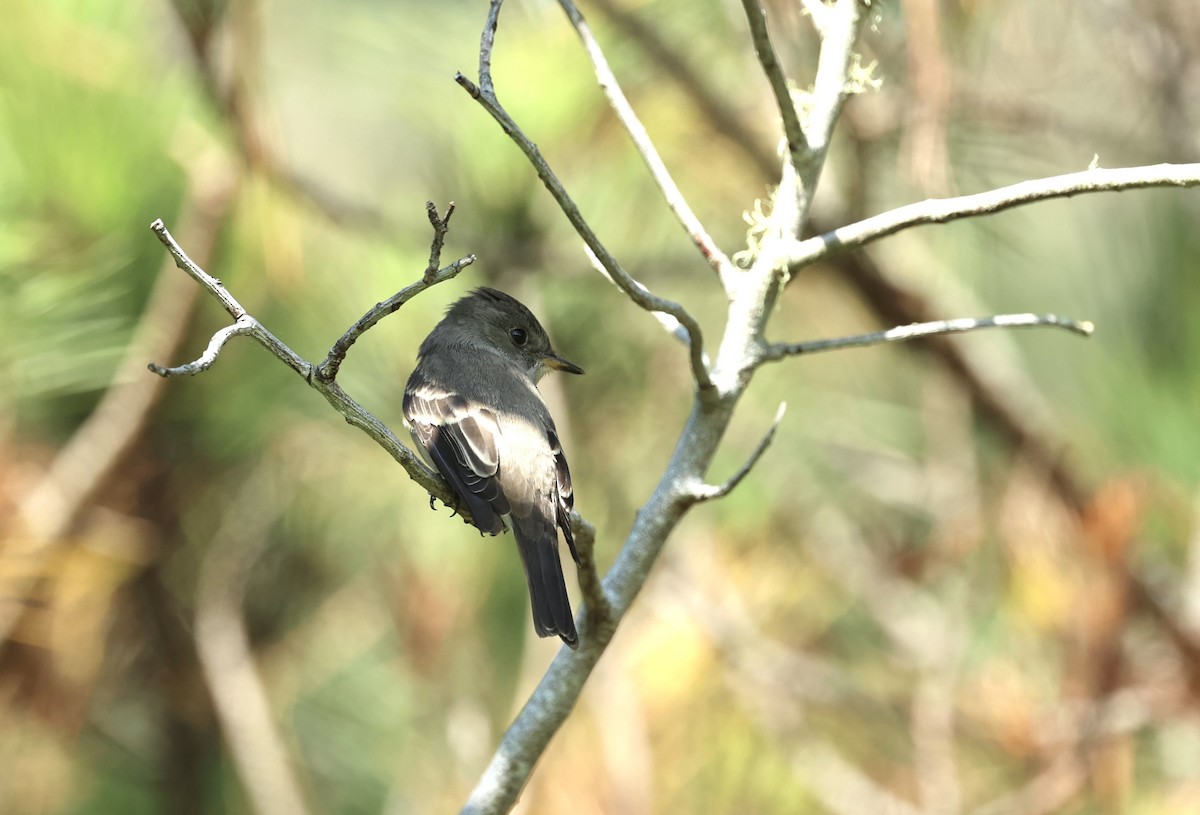 Western Wood-Pewee - ML642684328
