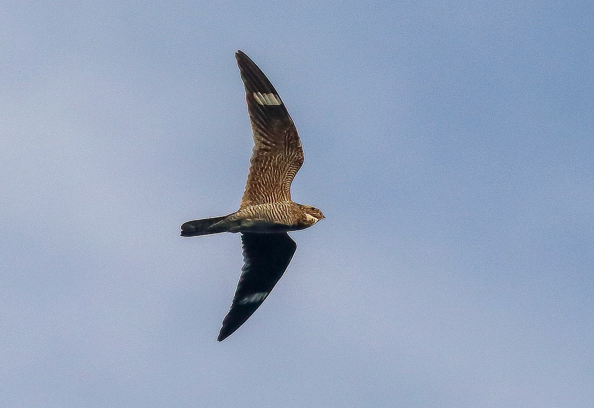 Common Nighthawk - ML642684333