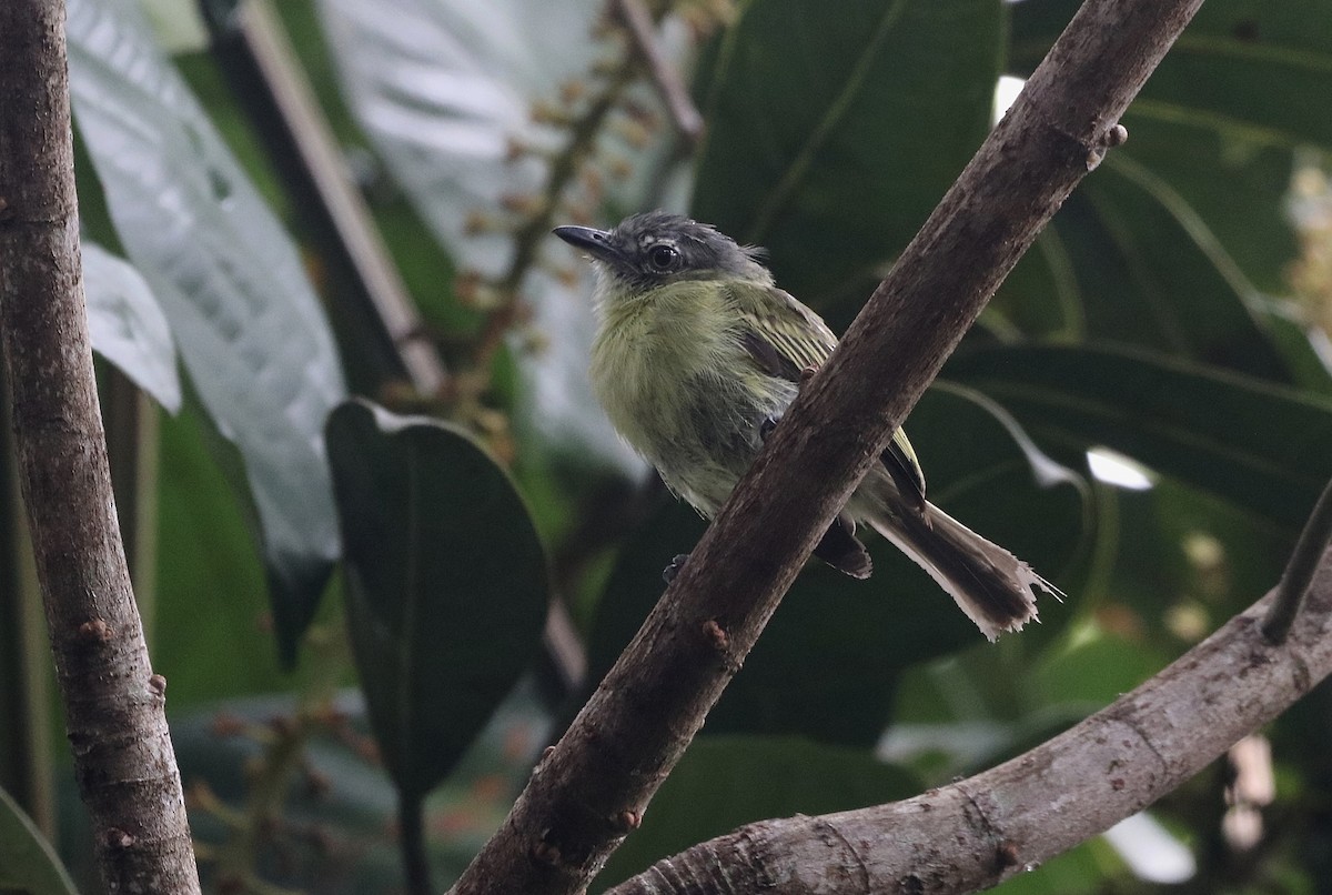Gray-crowned Flatbill - ML642684345