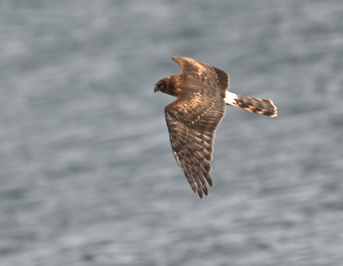 Northern Harrier - ML642684350