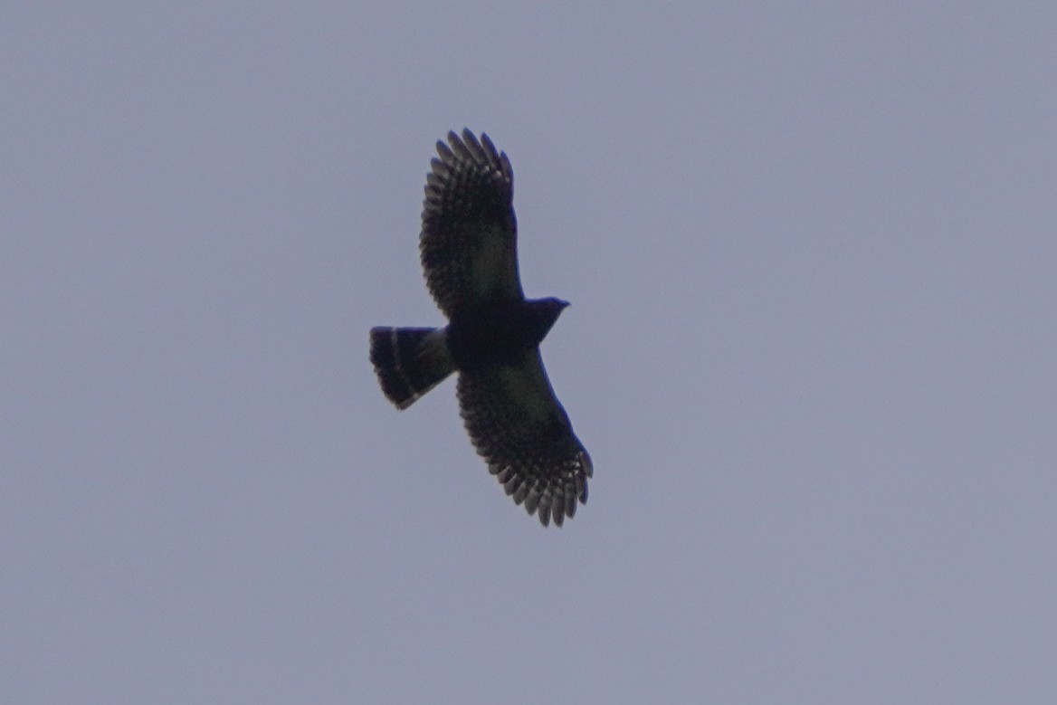 White-rumped Hawk - ML642684359