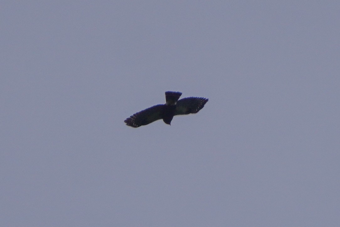 White-rumped Hawk - ML642684360