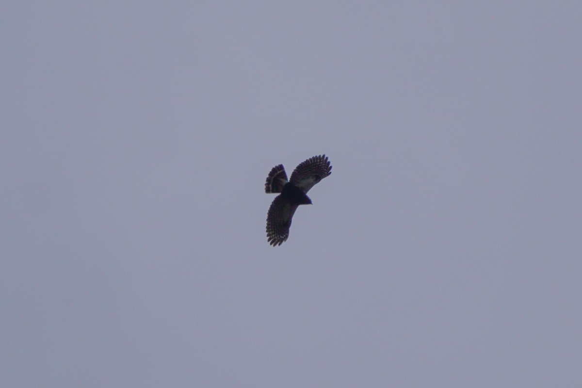 White-rumped Hawk - ML642684361
