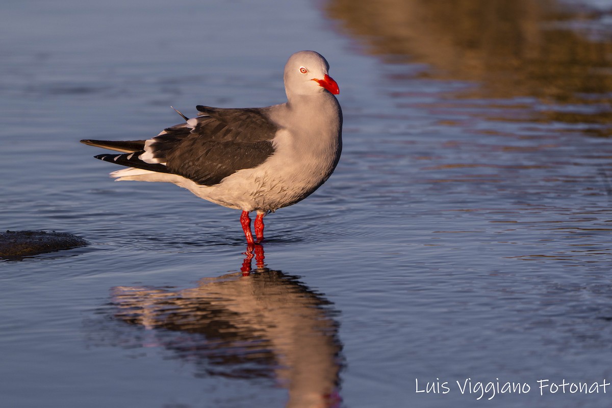 Dolphin Gull - ML642684371