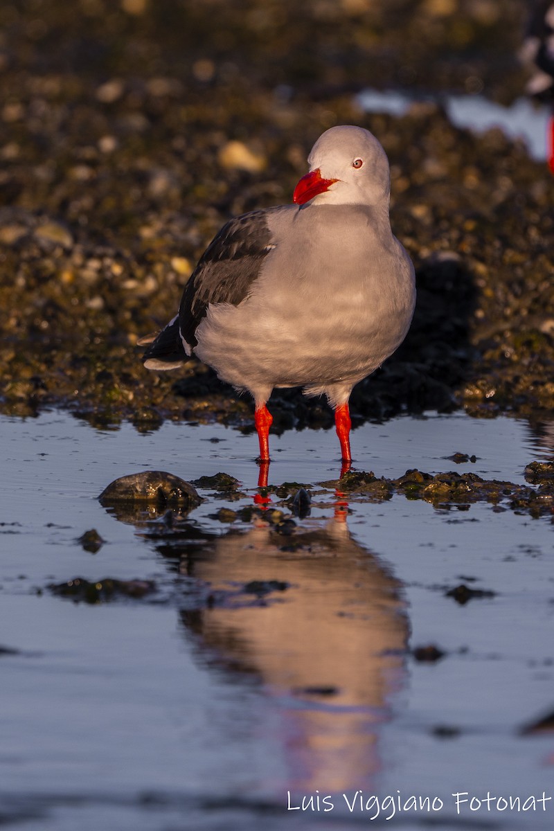 Dolphin Gull - ML642684372