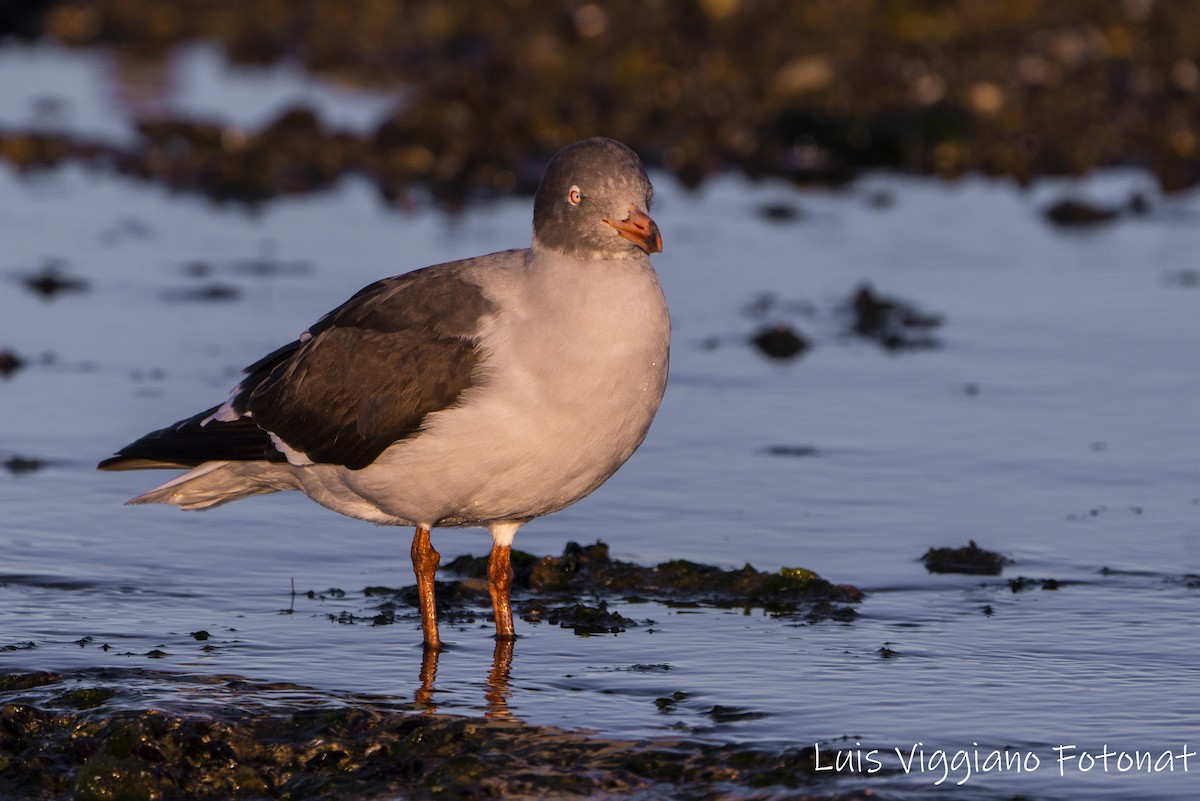Dolphin Gull - ML642684373