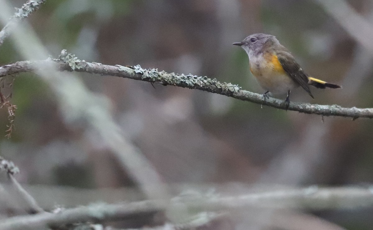 American Redstart - ML642684375