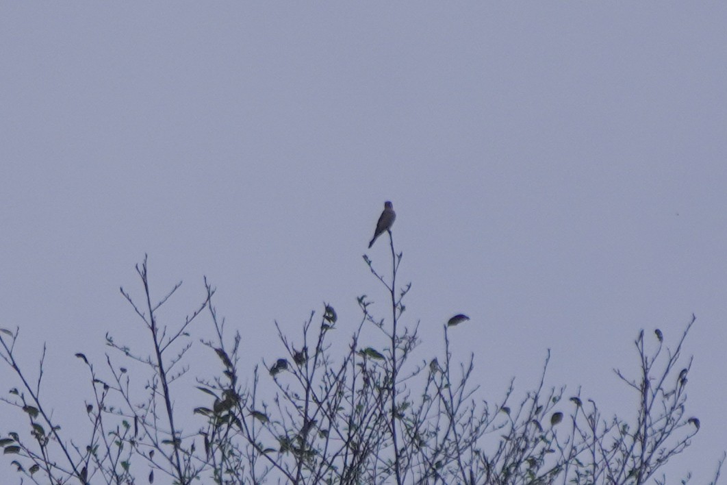 American Kestrel - ML642684376