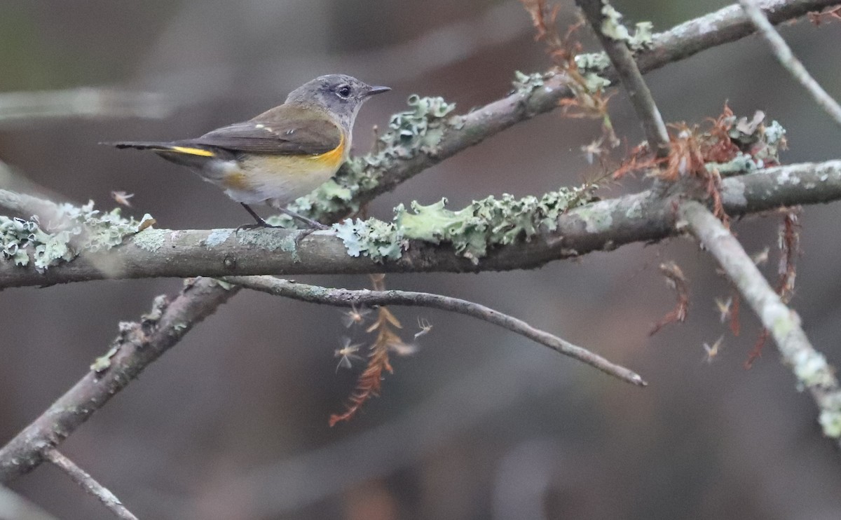 American Redstart - ML642684378