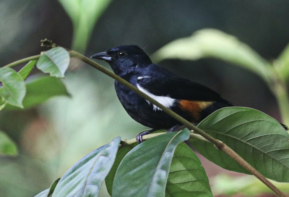 Fulvous-crested Tanager - ML642684379
