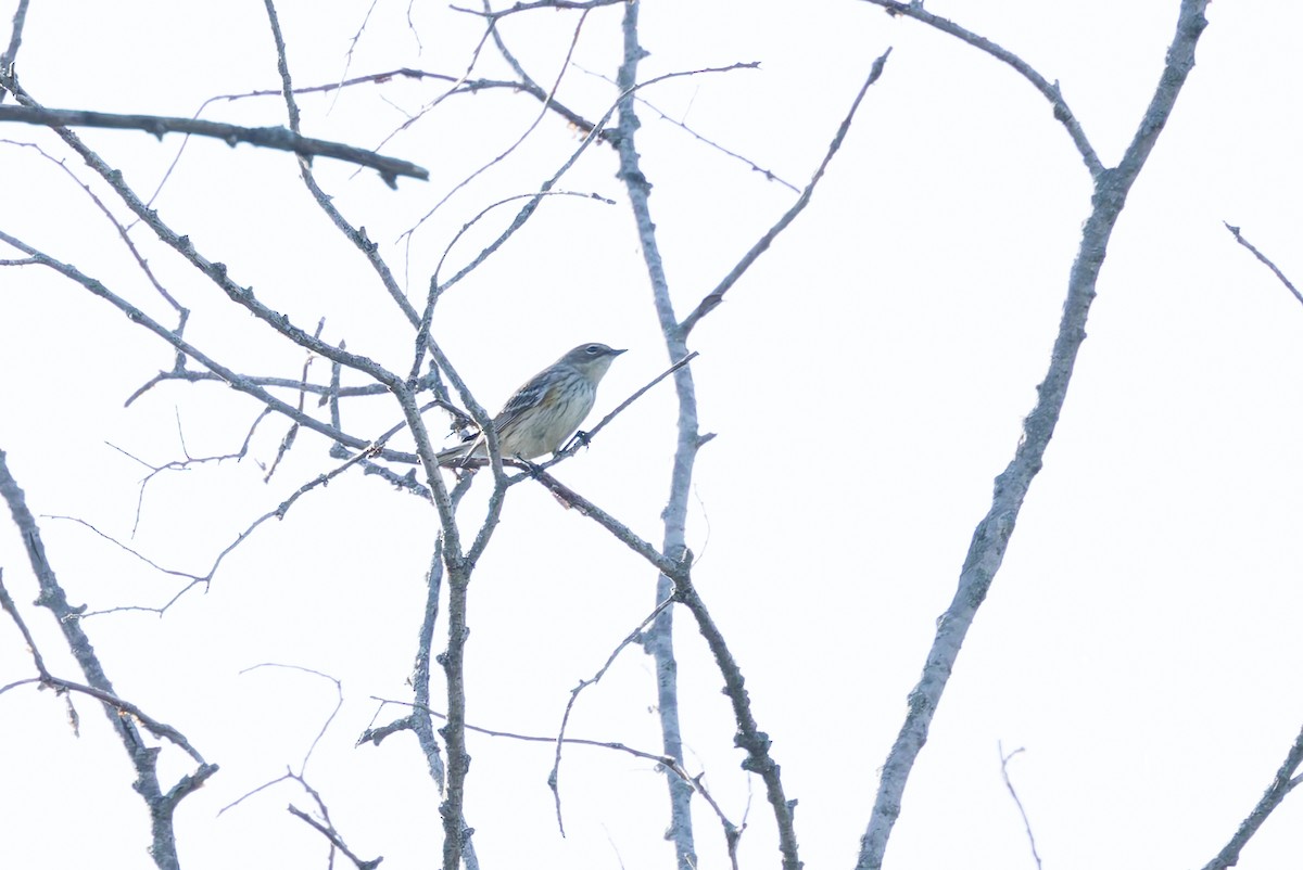lesňáček žlutoskvrnný (ssp. coronata) - ML642684381